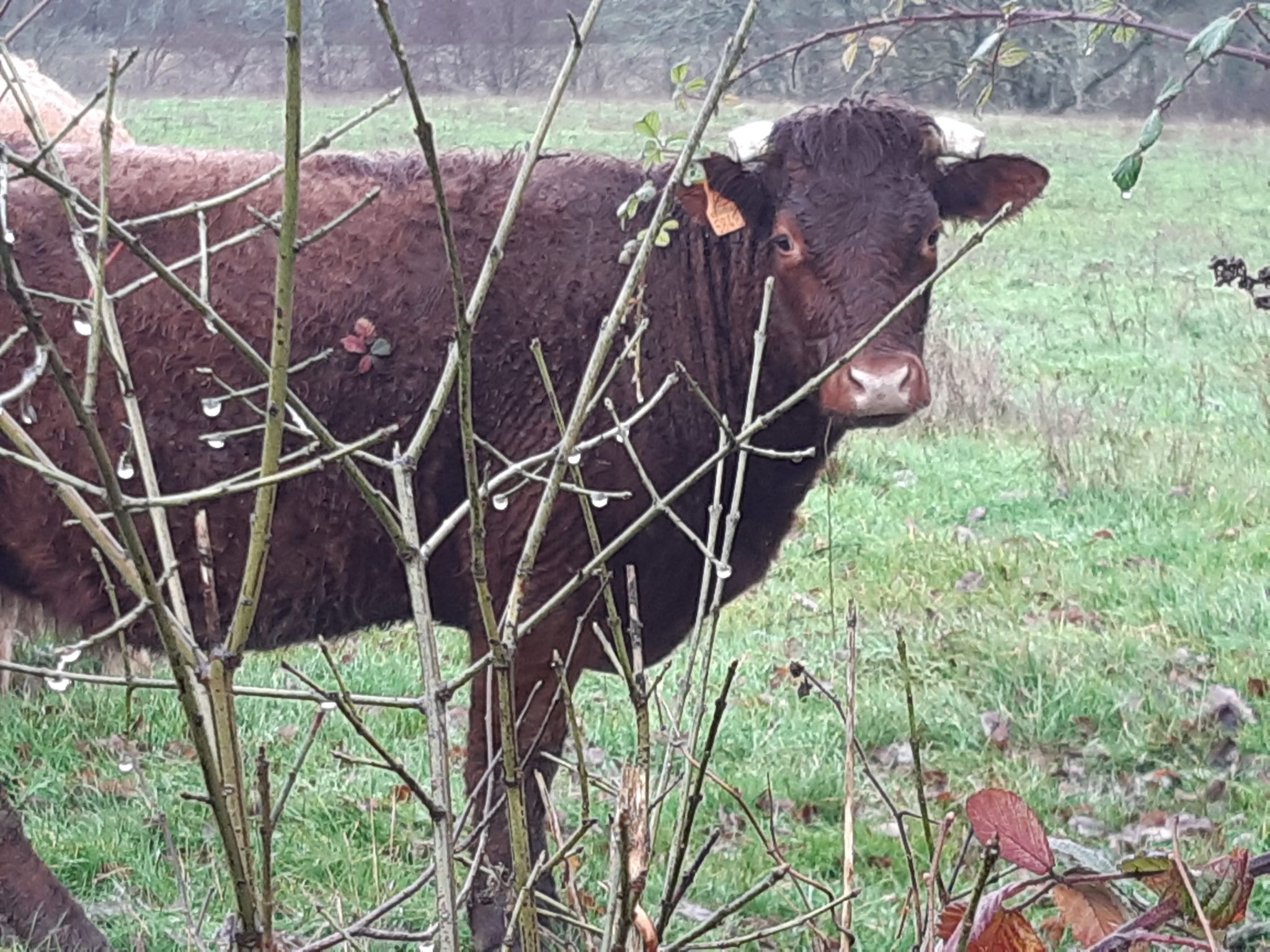 vache tatouée